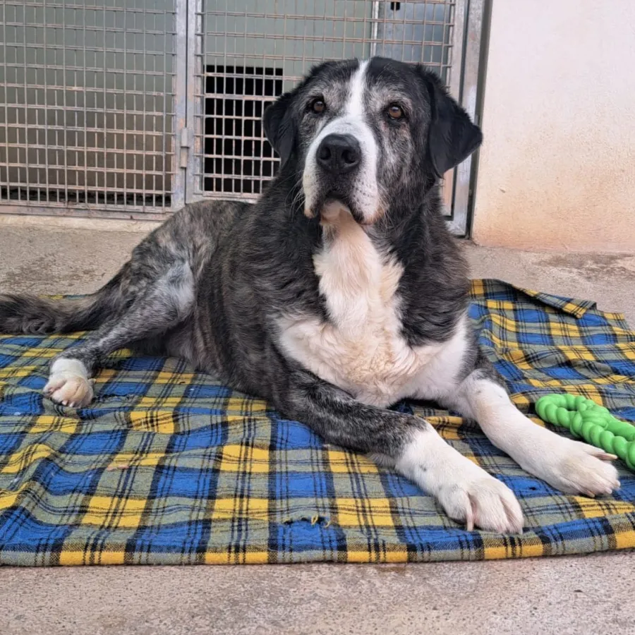Goliat, perro en adopción en Albolote, Granada