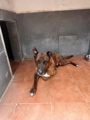 Otra foto de Rufus