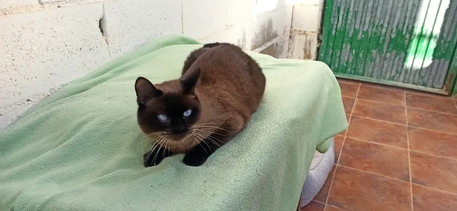 Anuska, gato en adopción en Albacete