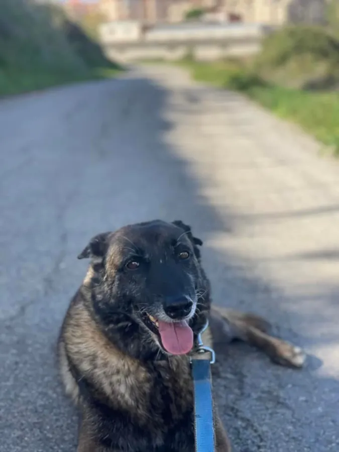 Mali, perro en adopción en Logroño, La Rioja