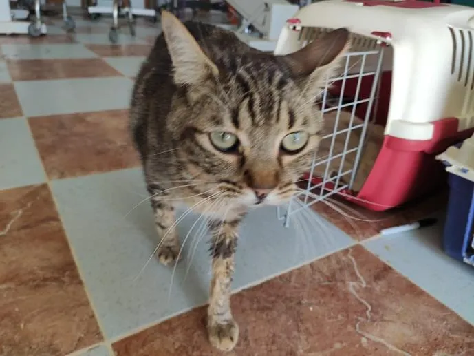 Aron, gato en adopción en Medina del Campo, Valladolid