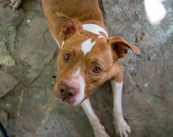 Tango, perro en adopción en Castellón de la Plana, Castellón