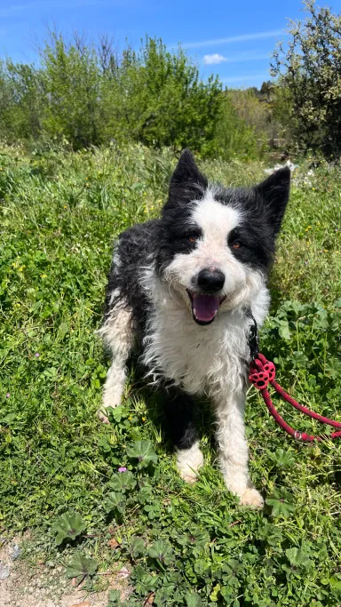 Marley, perro en adopción en Plasencia, Cáceres