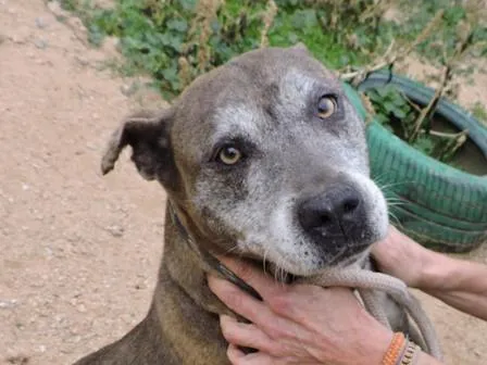 Zafira, perro en adopción en Tossa de Mar, Girona