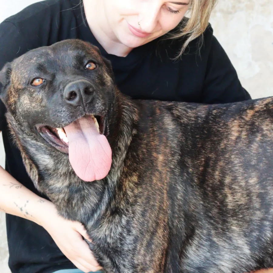 Ana, perro en adopción en Albacete
