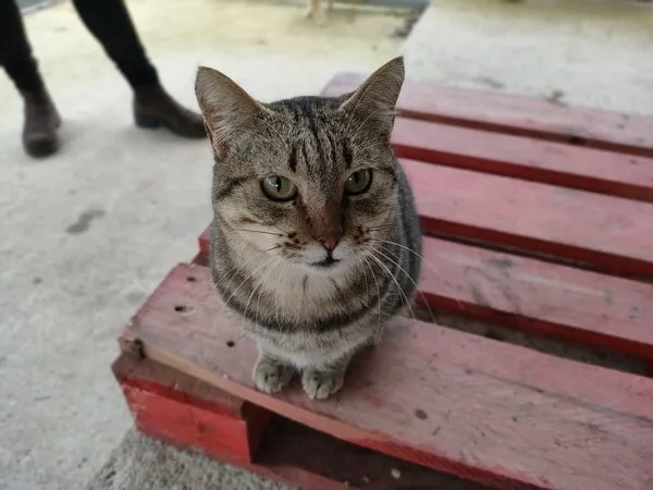 Santina, gato en adopción en Santiago de Compostela, A Coruña