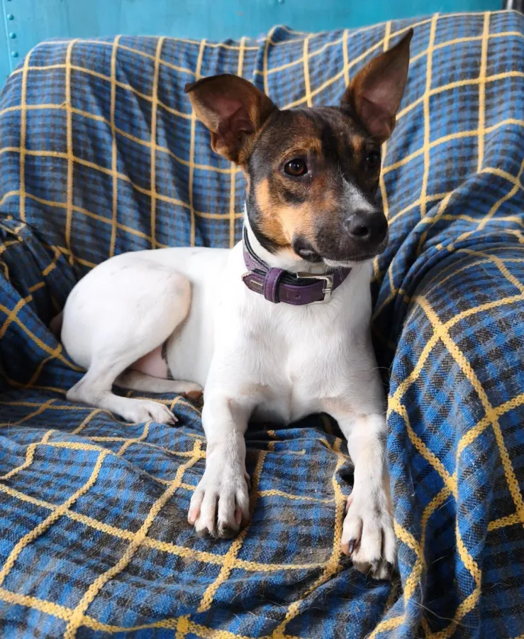 Fermín, perro en adopción en Vélez-Málaga, Málaga