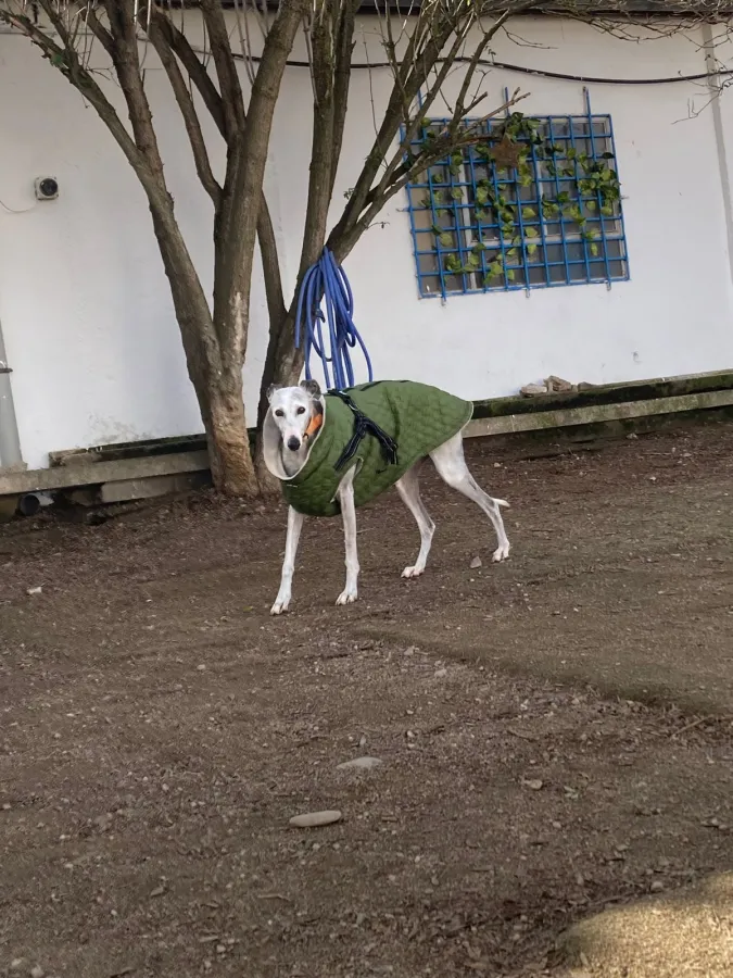 Bella, perro en adopción en Salamanca