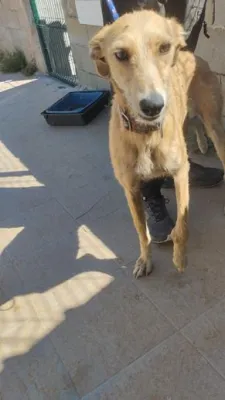 Otra foto de Amatista
