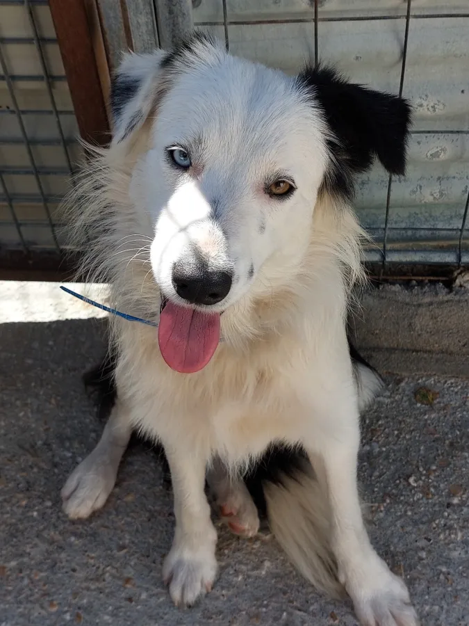 Haru, perro en adopción en Lugo