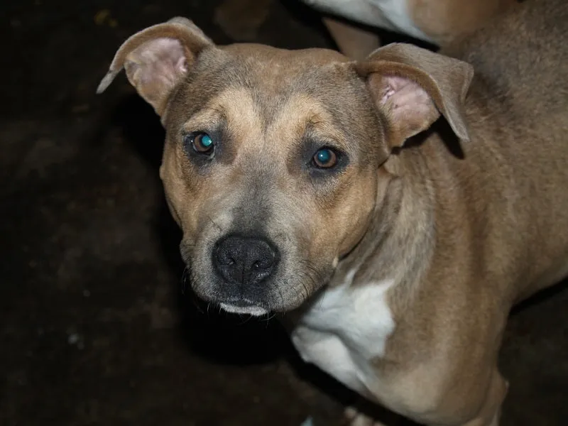 Moreda, perro en adopción en Lugo