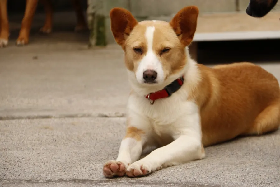Casela, perro en adopción en Culleredo, A Coruña
