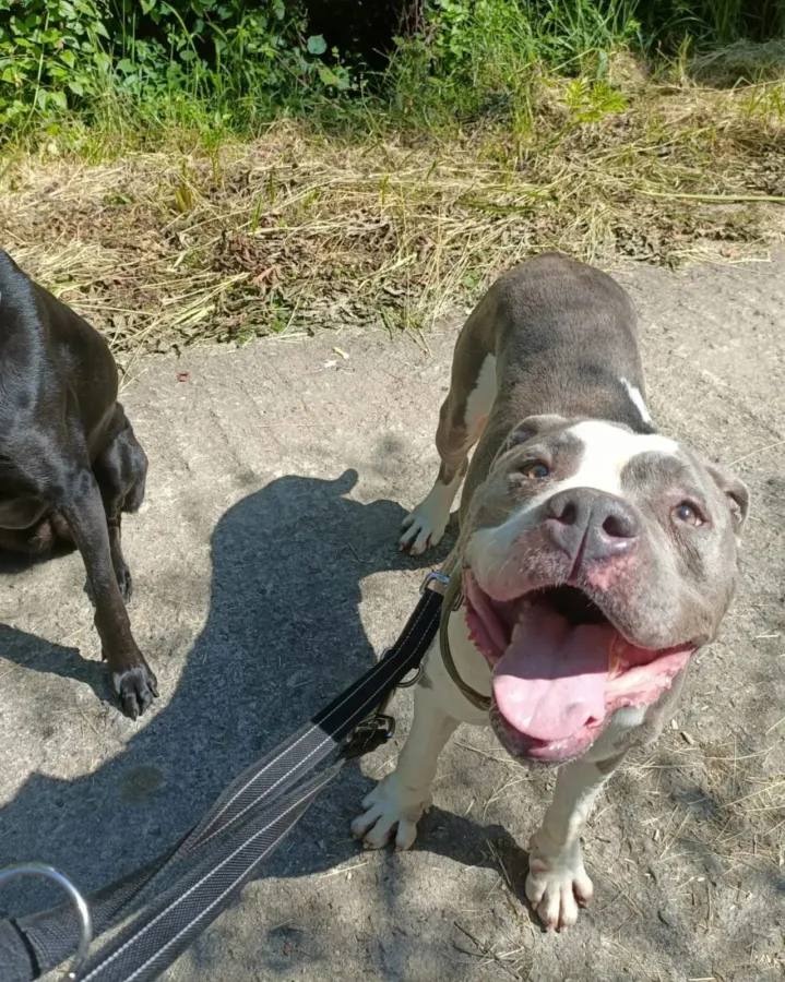 Bully, perro en adopción en Etxauri, Navarra