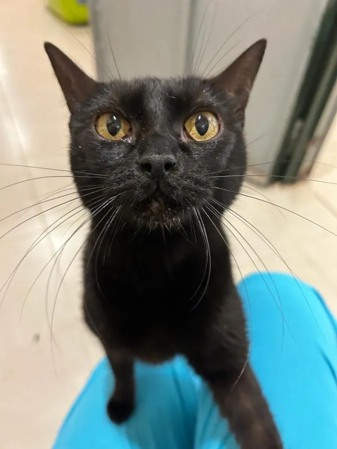 Peri, gato en adopción en Getafe, Madrid