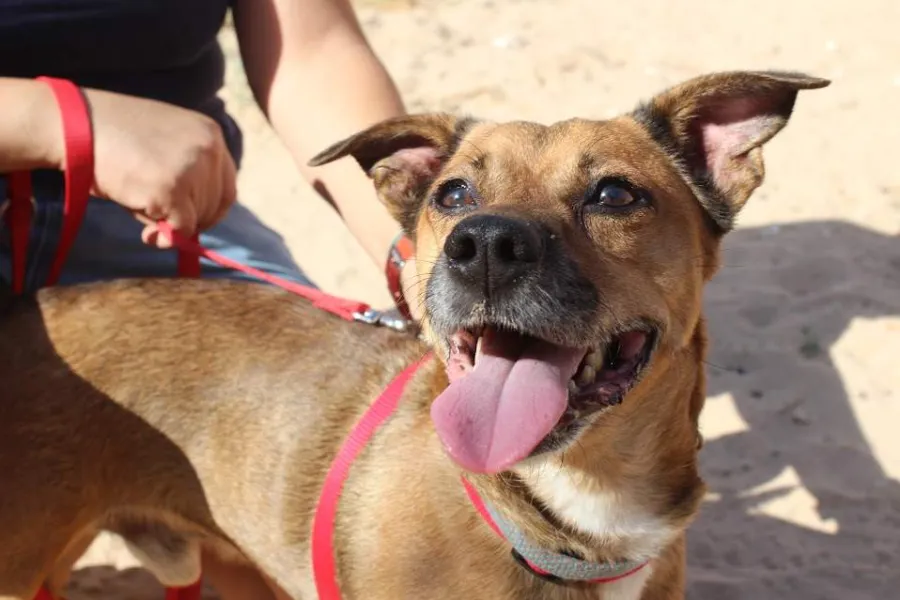 Lucky, perro en adopción en Villena, Alicante