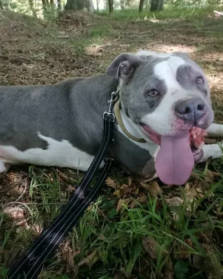 Otra foto de Bully