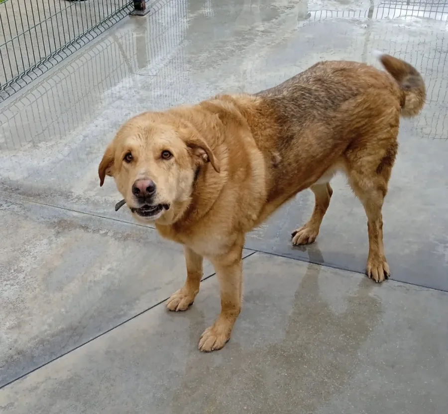 R4026, perro en adopción en Ourense