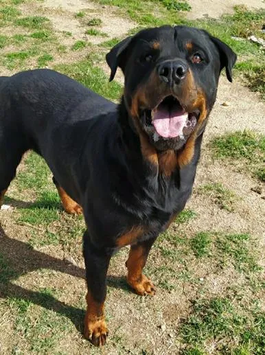 Átila, perro en adopción en Medina del Campo, Valladolid