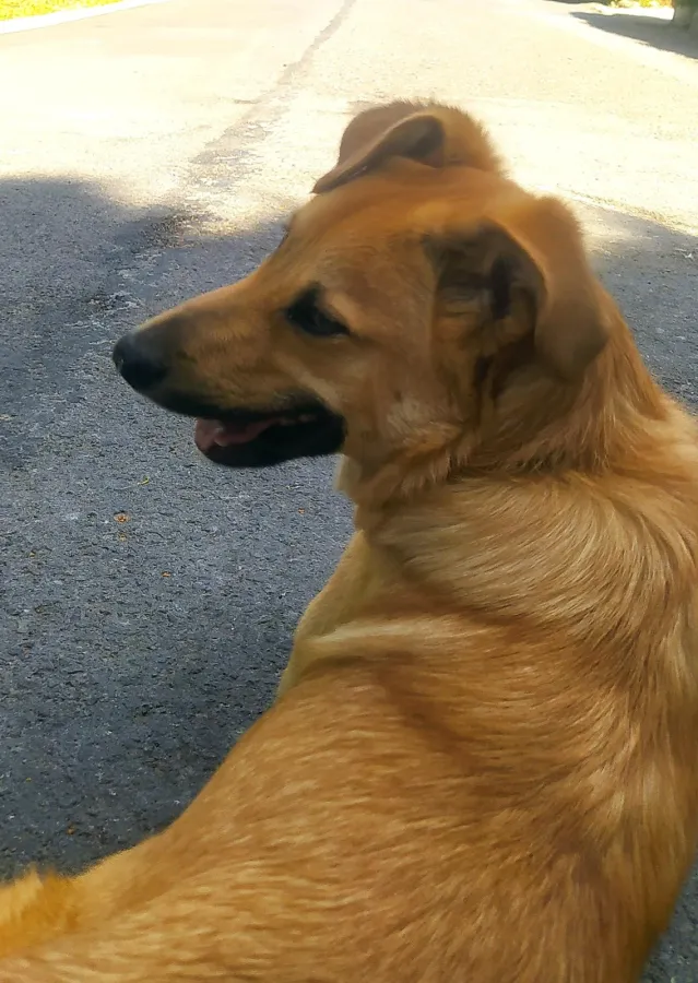 Elfo, perro en adopción en Bilbao, Vizcaya