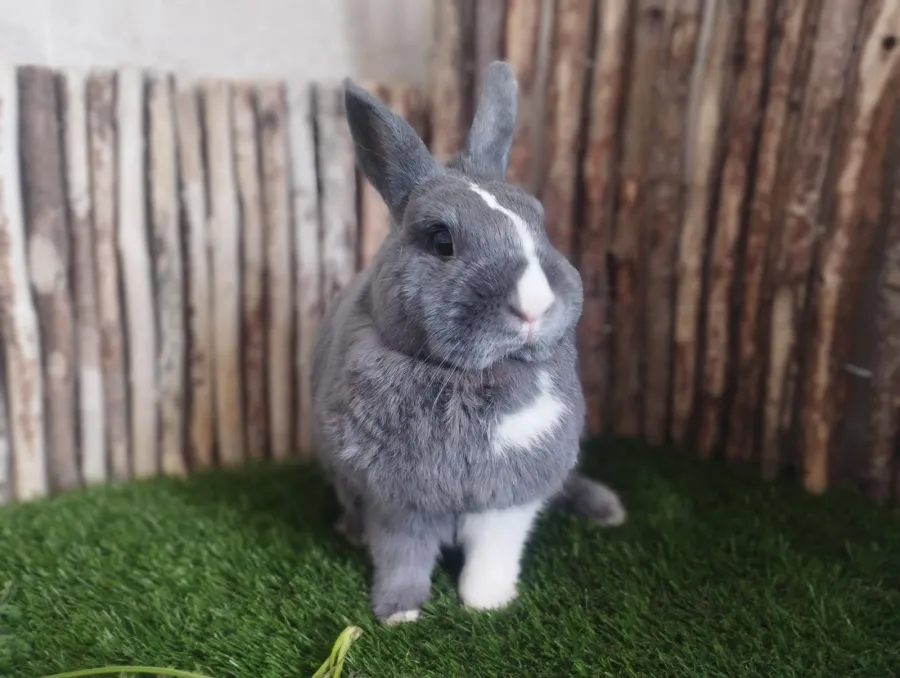 Vaiana, conejo en adopción en Fuente el Saz de Jarama, Madrid