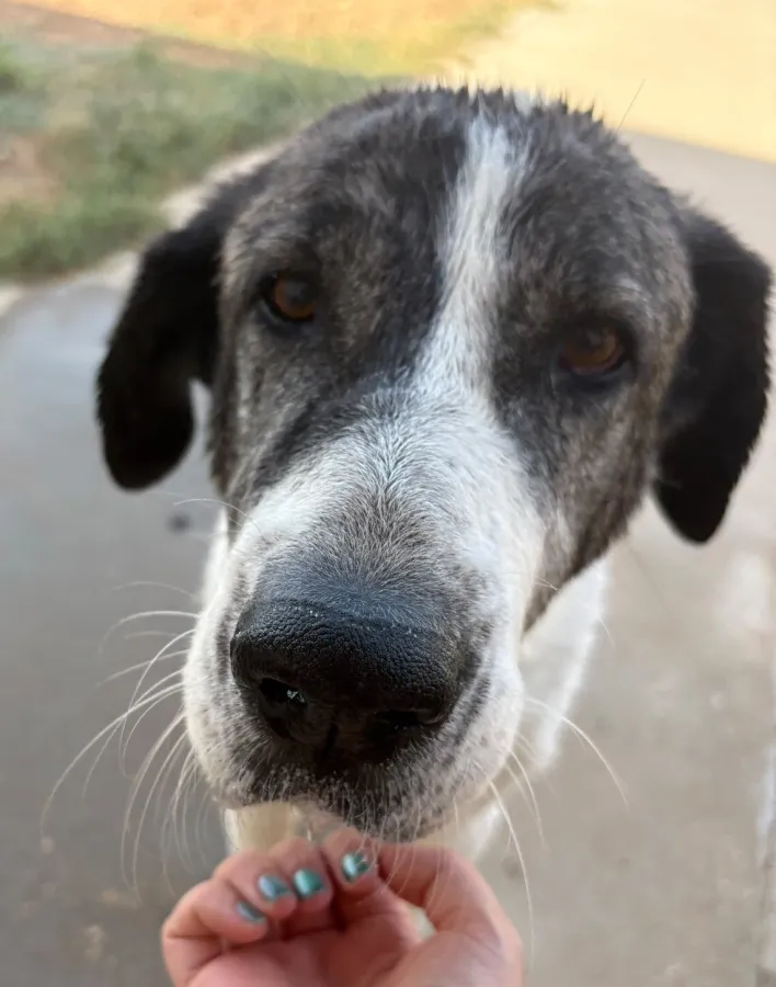 Baby, perro en adopción en Córdoba