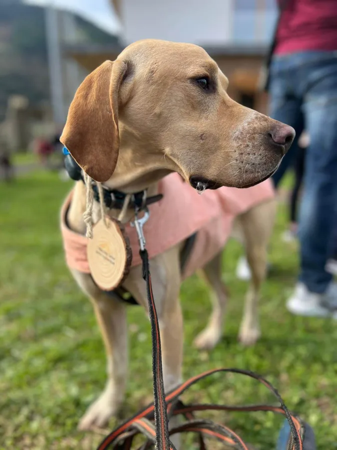 Pluma, perro en adopción en Bilbao, Vizcaya