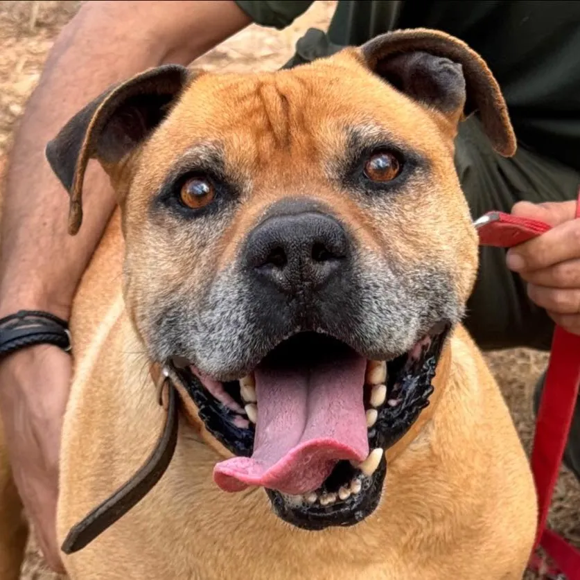 Danko, perro en adopción en Calvià, Illes Balears
