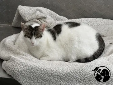 Mila, gato en adopción en Usurbil, Guipúzcoa
