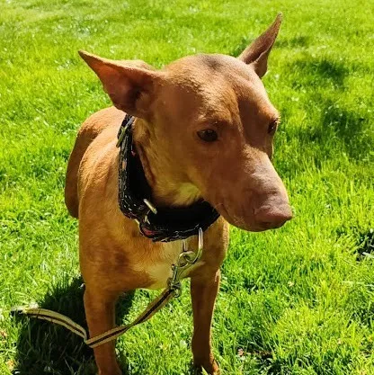 Lichi, perro en adopción en Cuenca