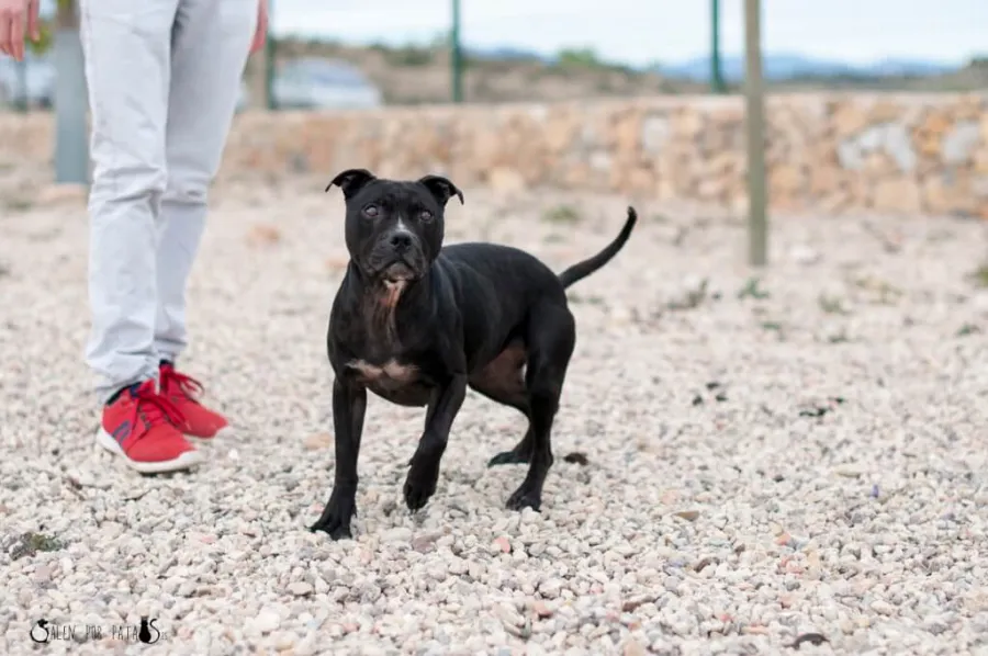 Bruma, perro en adopción en Murcia
