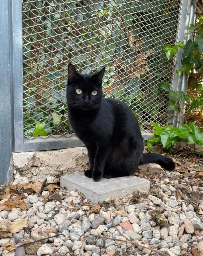Yen, gato en adopción en Murcia