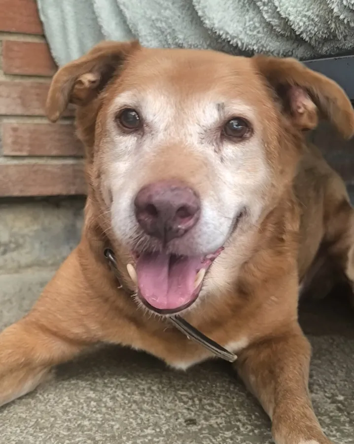 Congo, perro en adopción