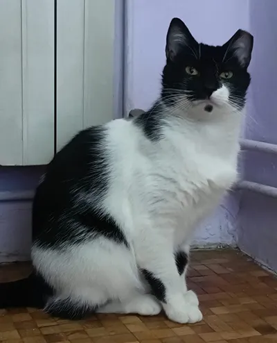 Arsa, gato en adopción en Fuente el Saz de Jarama, Madrid