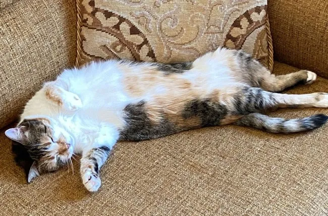Lupei, gato en adopción en Madrid