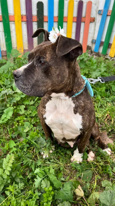 Aishma, perro en adopción en Plasencia, Cáceres