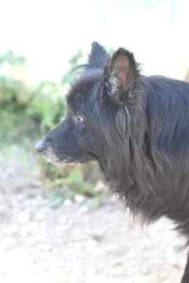 Otra foto de King