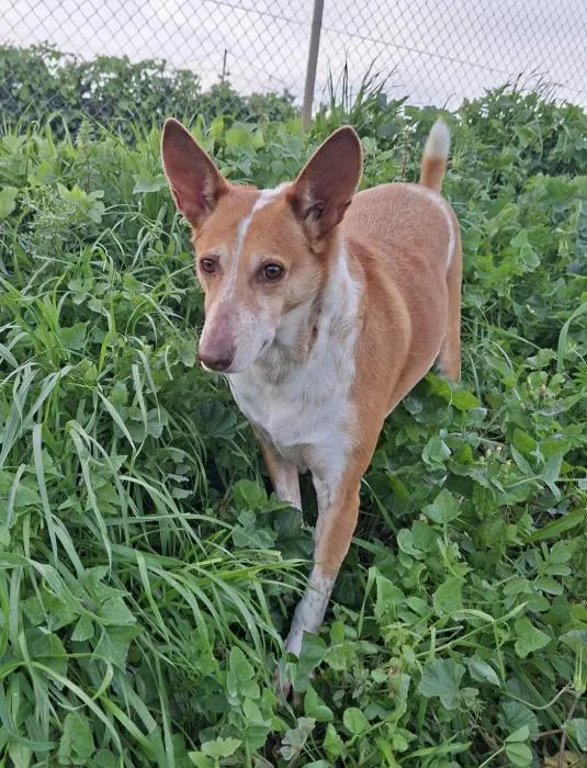 Bamby, perro en adopción en Huelva