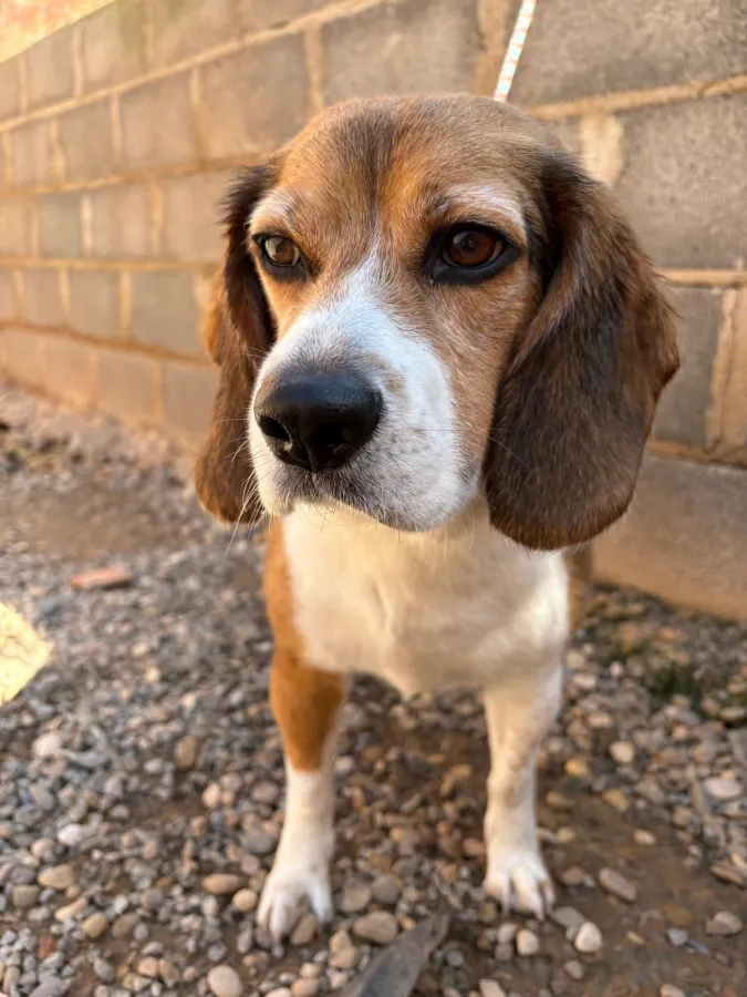 Louis, perro en adopción en Logroño, La Rioja