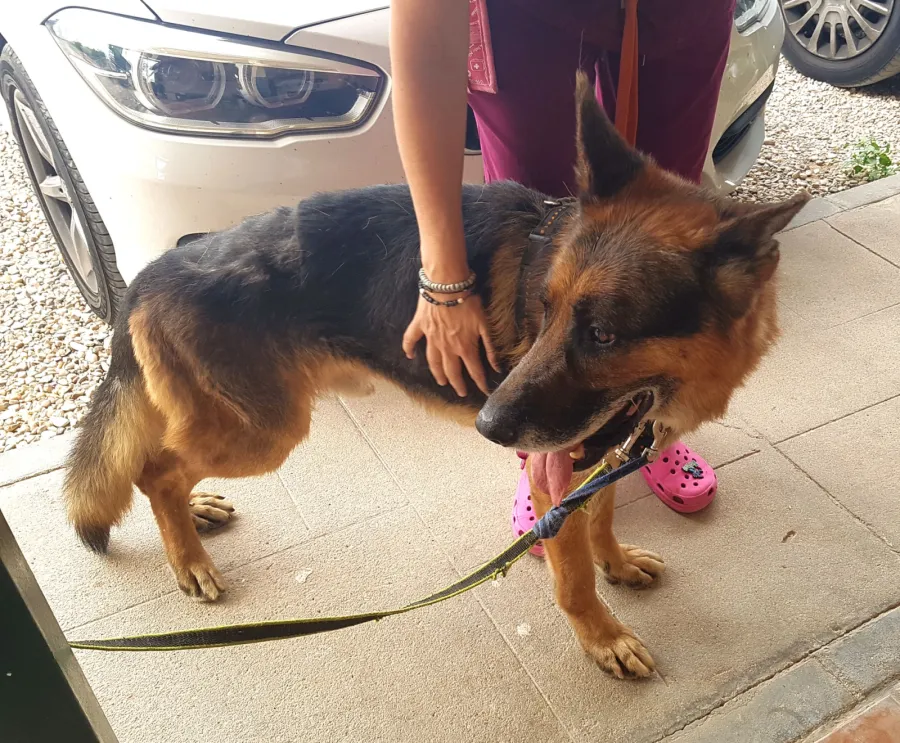 Roy, perro en adopción en Fuente el Saz de Jarama, Madrid