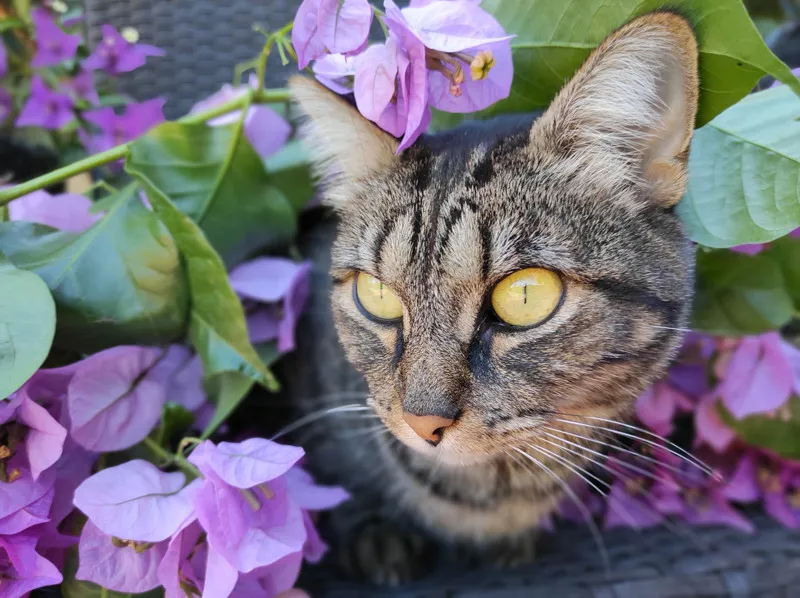 Kalinda, gato en adopción en Córdoba