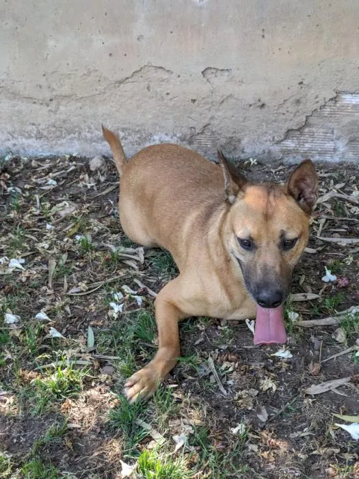 Bola, perro en adopción en Sevilla