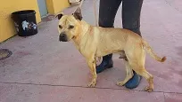 Brown, perro en adopción