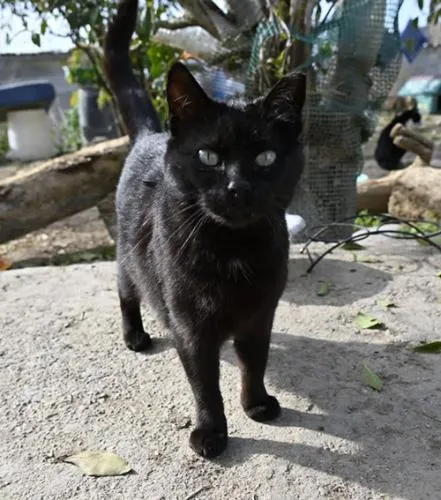 Solange, gato en adopción en La Noguera (comarca), Lleida