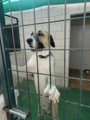 Rocky, foto 3 de 4