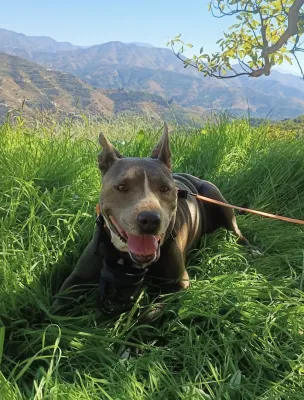 Otra foto de Samba
