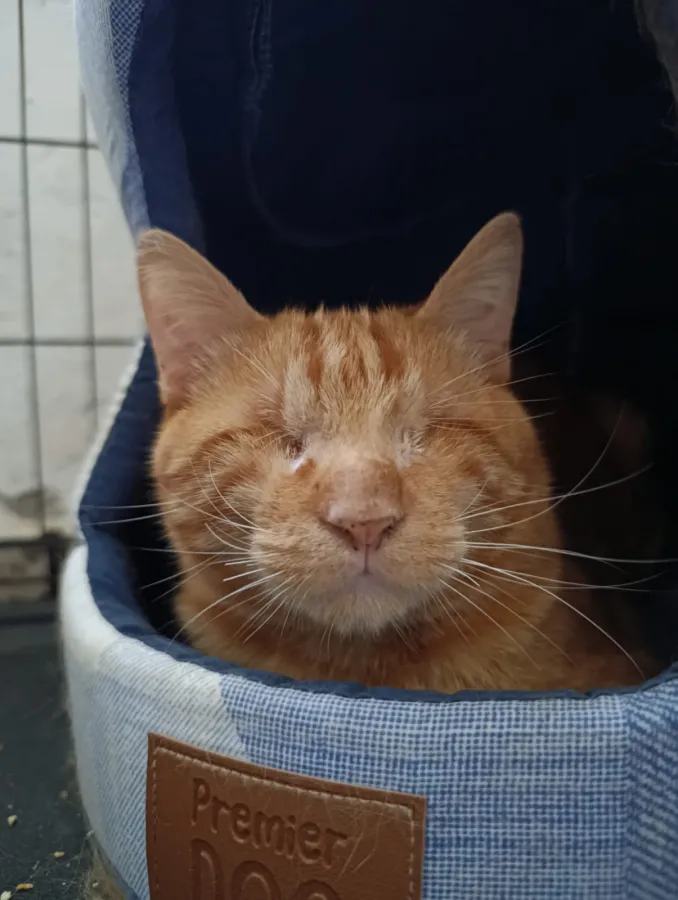 Simón, gato en adopción en Murcia