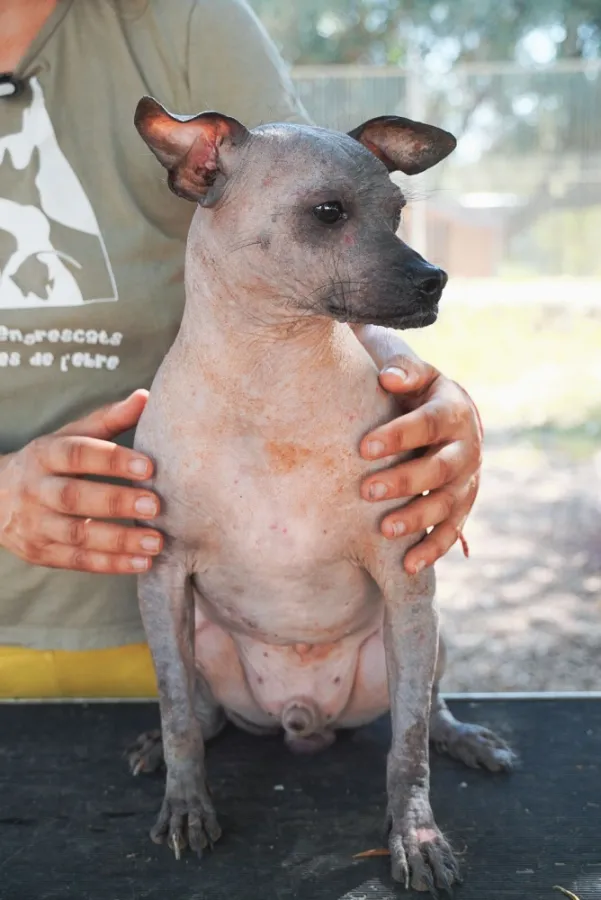 Petete, perro en adopción en Amposta, Tarragona