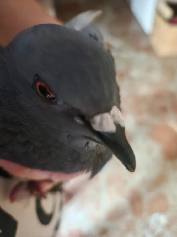 Dino, ave en adopción en Martos, Jaén