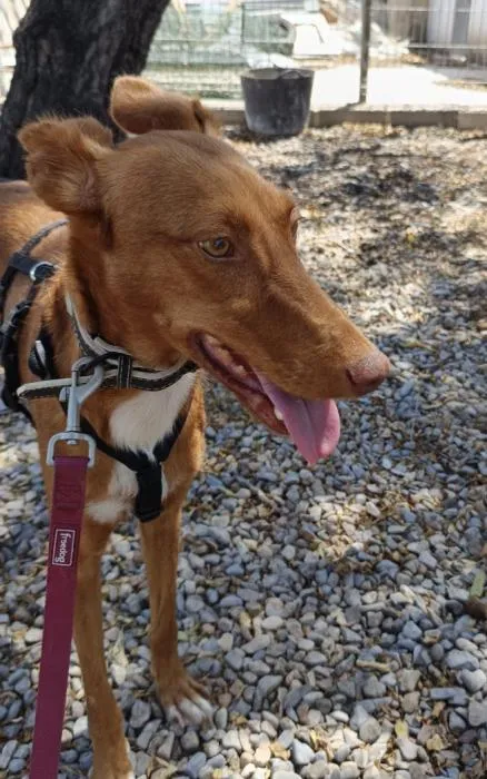 Kala, perro en adopción en San Antonio de Benagéber, Valencia