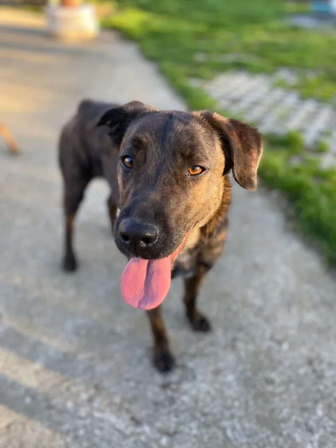 Ubbi, perro en adopción en Bilbao, Vizcaya